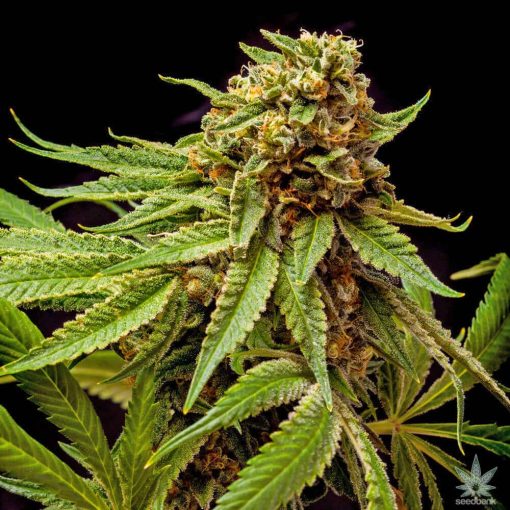 variedad feminizada star killer