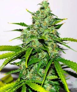 feminized stardawg seeds