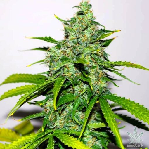 semillas feminizadas de stardawg