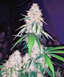 feminisierte Lemon-Diesel-Samen