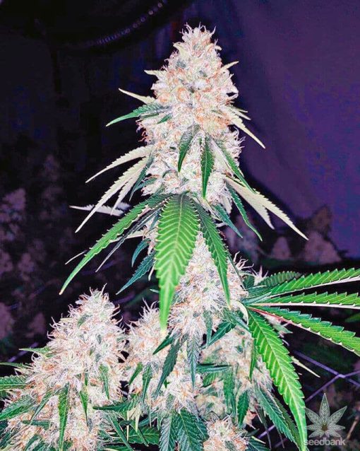 feminized lemon diesel seeds