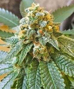 graines de marijuana citron diesel