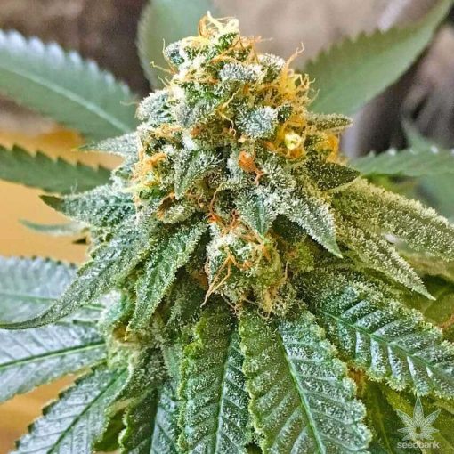 graines de marijuana citron diesel