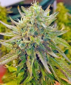 Lemon Diesel Seeds - Seed Bank - Feminized Lemon Diesel Strain