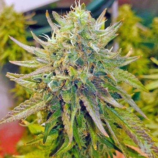 souche de citron diesel