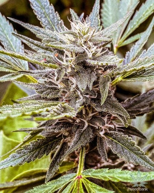 stardawg strain marijuana seeds