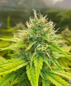 stardawg strain weed seeds