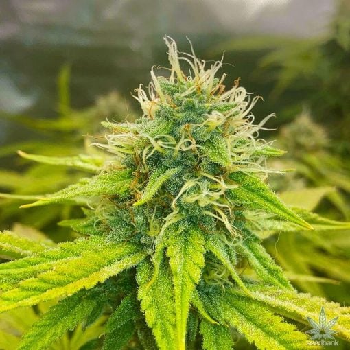 stardawg strain weed seeds