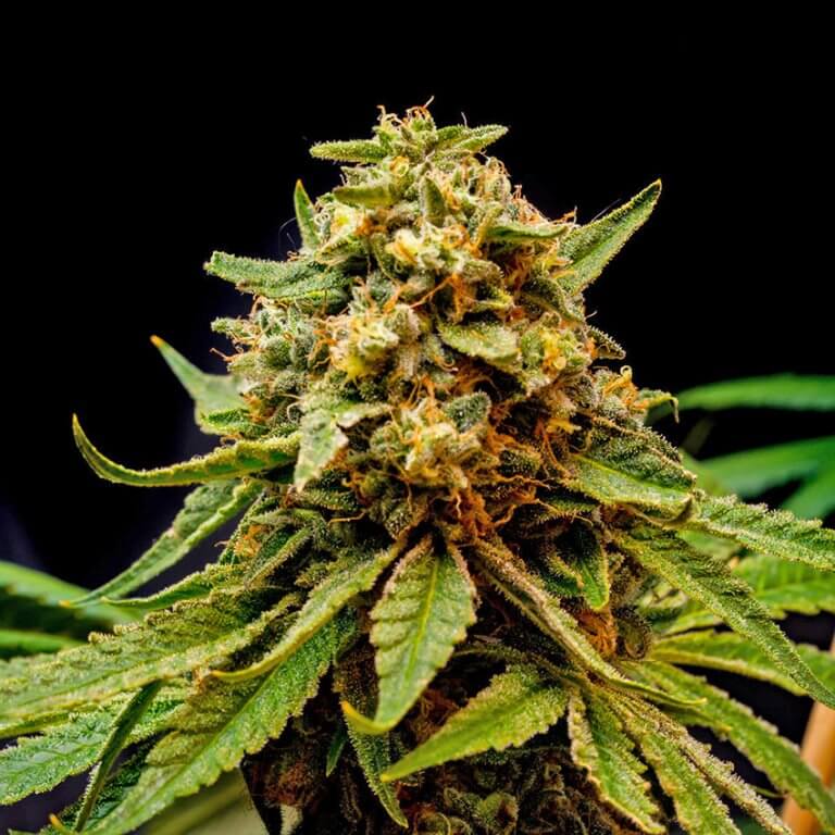 Star Killer Seeds SeedBank Cannabis Seeds Feminized Star Killer Strain