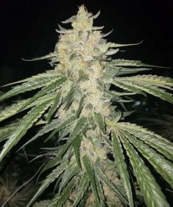 variété de marijuana blue og