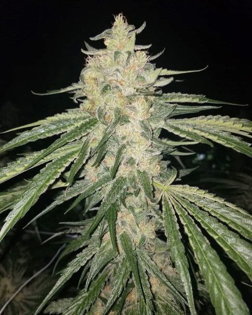 variedad de marihuana azul og