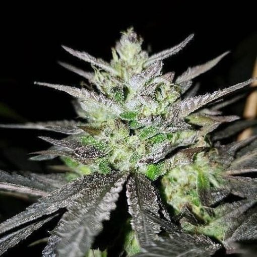 graines de marijuana blueog