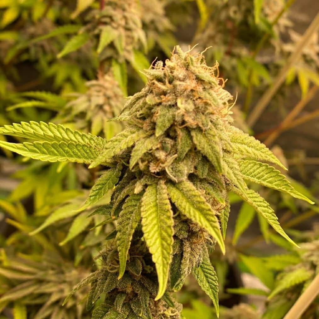 CBD Kush Seeds | Seed Bank | Buy Marijuana Seeds For Sale