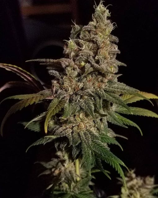 Variété de marijuana CBD Kush