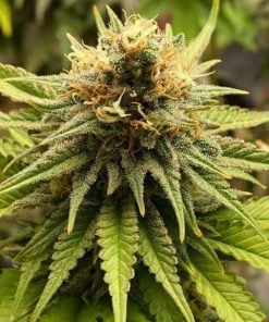 cbd kush weed seeds