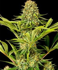 Variedad de cannabis Critical Jack Seeds.