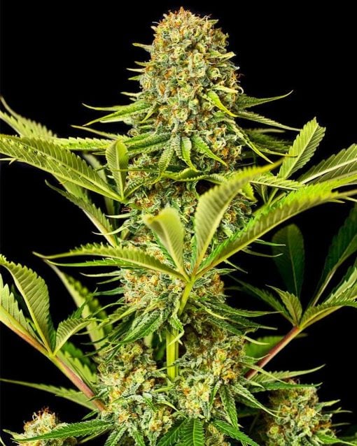 Variedad de cannabis Critical Jack Seeds.