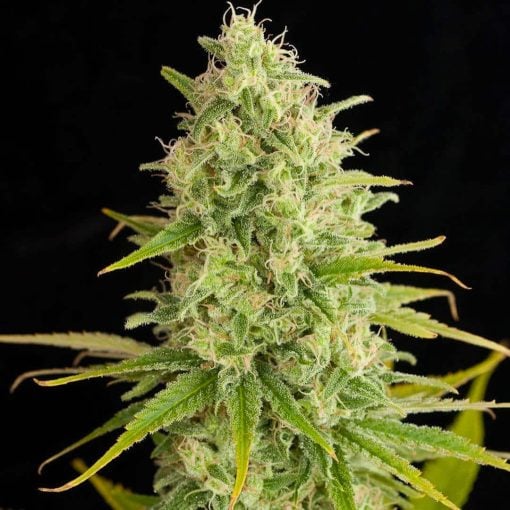 critical jack weed strain