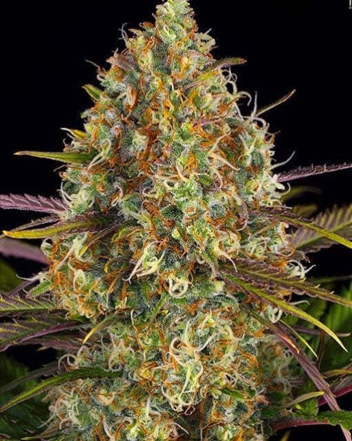 critical jack weed seeds