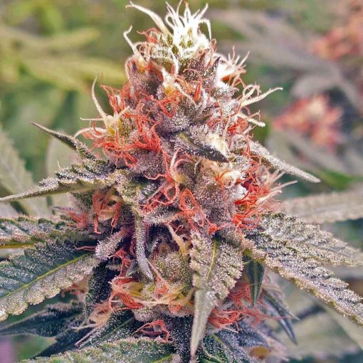 exodus cheese cannabis seeds