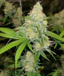 Exodus Cheese Cannabissamen USA