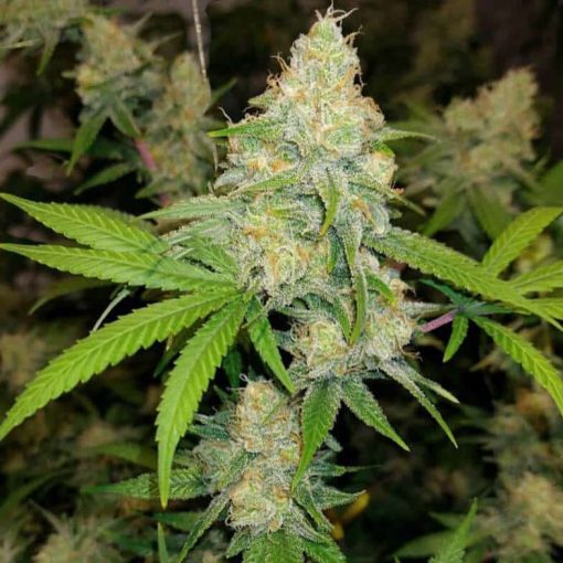 exodus cheese cannabis seeds usa