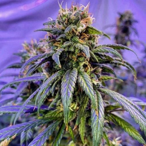 exodus cheese marijuana seeds