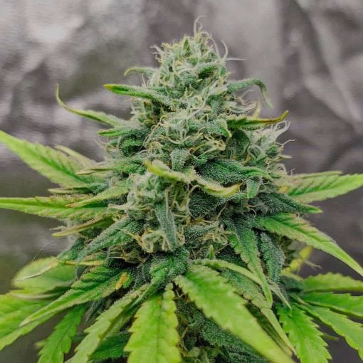 exodus cheese seeds usa