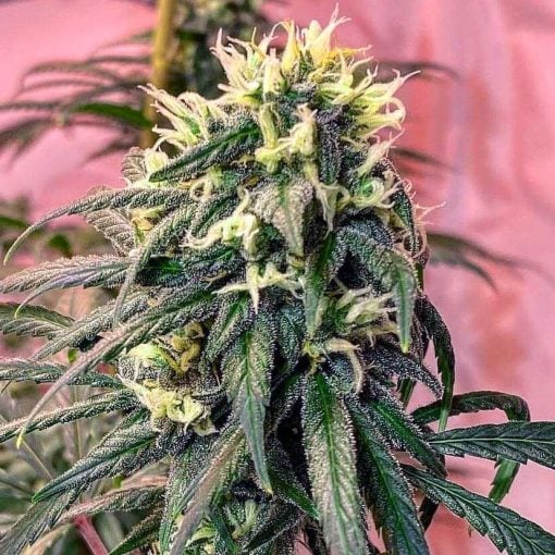 exodus cheese weed seeds