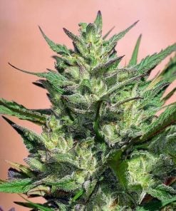 feminized exodus cheese seeds