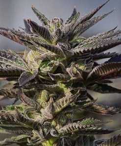 feminized purple gelato cannabis seeds