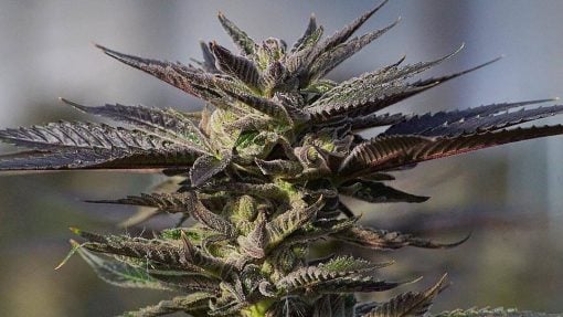 semillas de cannabis feminizadas de gelato morado