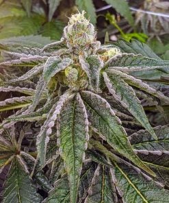 feminized purple gelato marijuana seeds