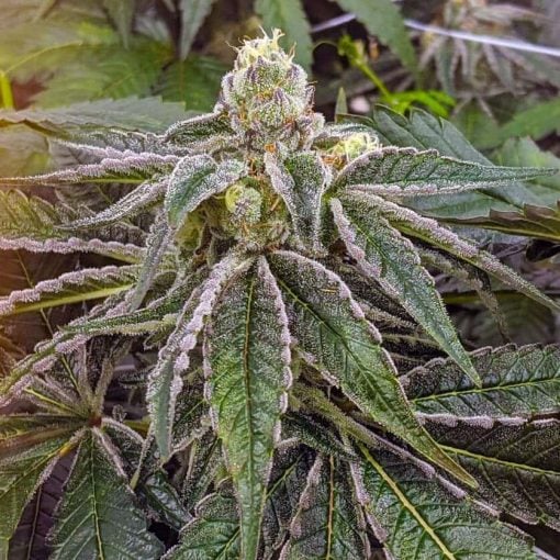 semillas de marihuana feminizadas purple gelato