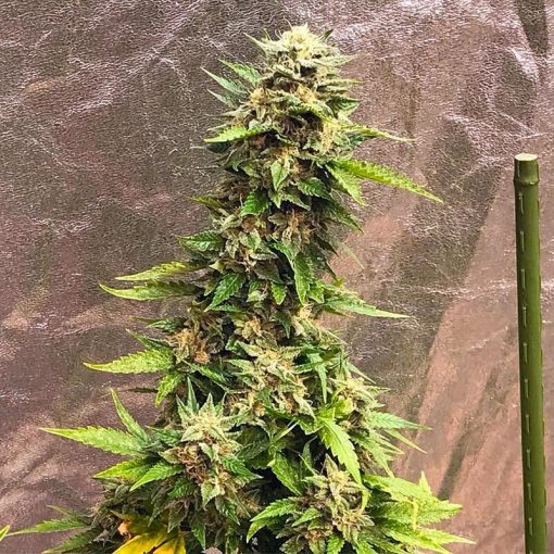 pineapple haze cannabis seeds
