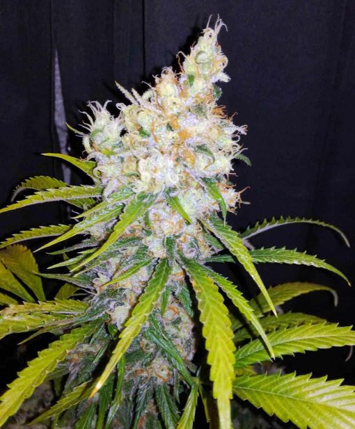 pineapple haze weed seeds