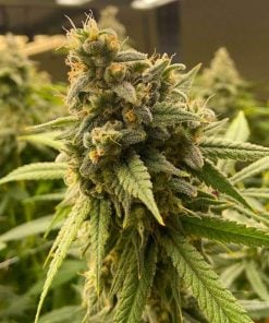 pineapple haze seeds marijuana strain