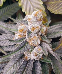 purple gelato cannabis strain