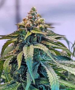 semillas de marihuana gelato morado