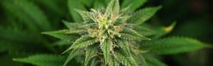 feminized cannabis seeds for sale