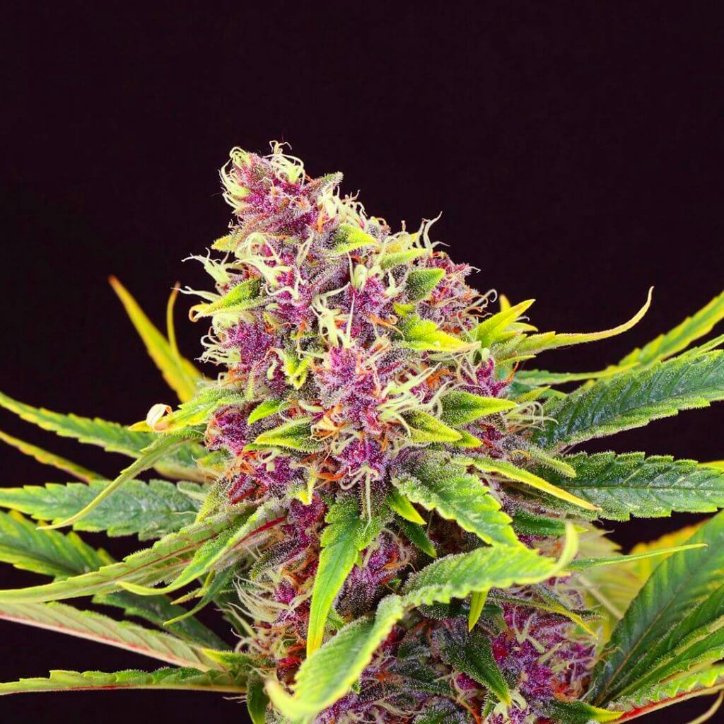 Autoflower-Samen Cannabis