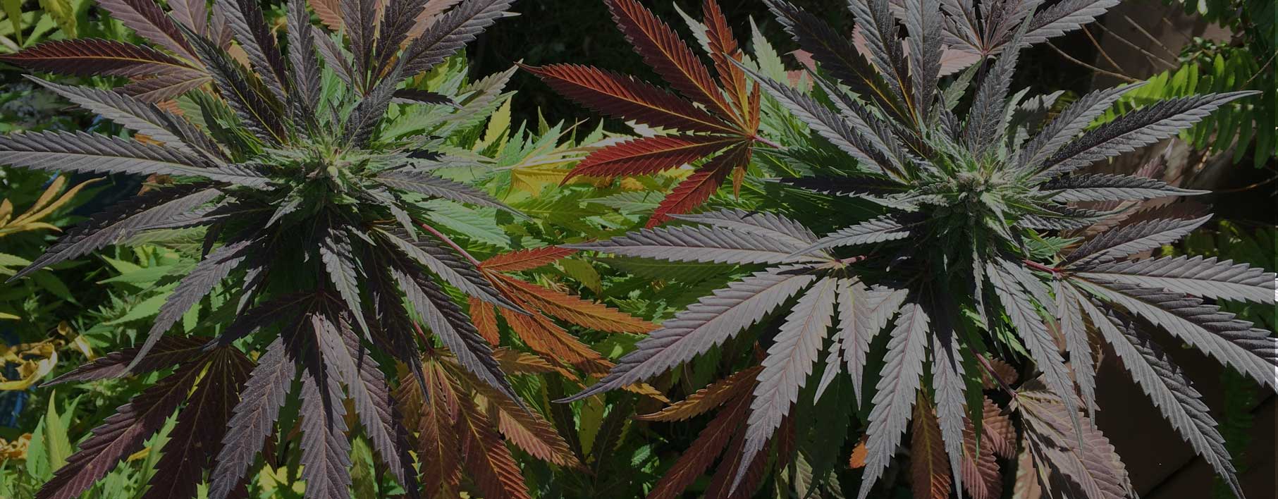 Banco de Semillas Semillas y cepas de cannabis