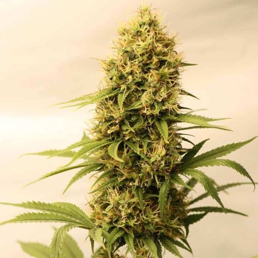 Amnesia Haze Fast Flower Seeds