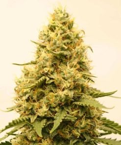 amnesia haze fast flowering strain