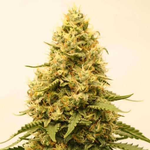 amnesia haze fast flowering strain