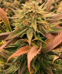 big bud fast flower seeds