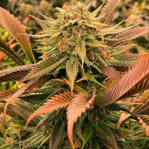 big bud fast flower seeds