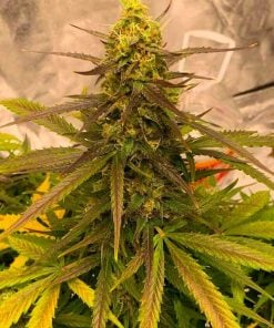 big bud fast flowering strain