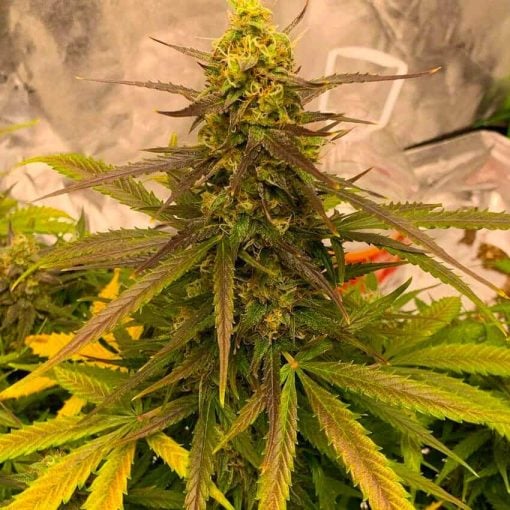 big bud fast flowering strain