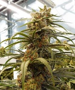 big bud fast flowering seeds